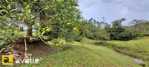 Excelente Sítio Localizado Em Gaspar. Você Precisa Conhecer !!! - 6002872v