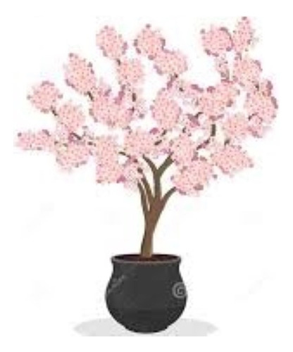 Cerezo Enano 120 Cm Árbol Con Maceta Para Exterior