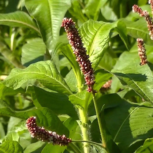 Kit 2 Pct Chá De Erva De Bicho Polygonum Acre Ell 100g