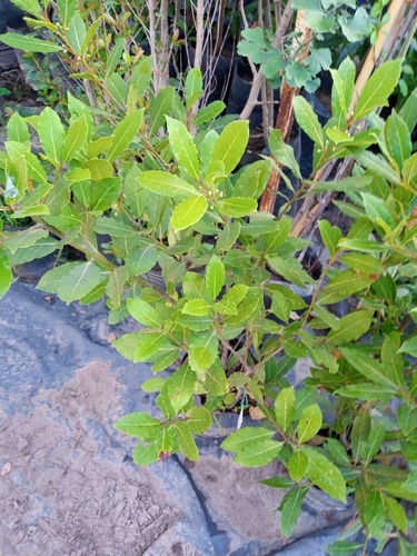 Imagen 3 de 8 de Planta Laurel Comestible - Original - E.g Caba Y Gba
