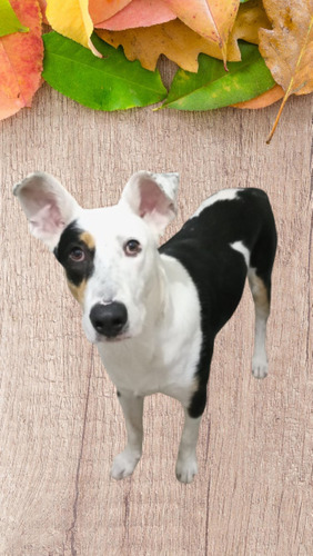 Balto, Cachorrón De 1 Añito Y Medio, Bello Y Juguetón, Adopc