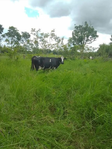 Semilla Pasto Estrella África 7kg