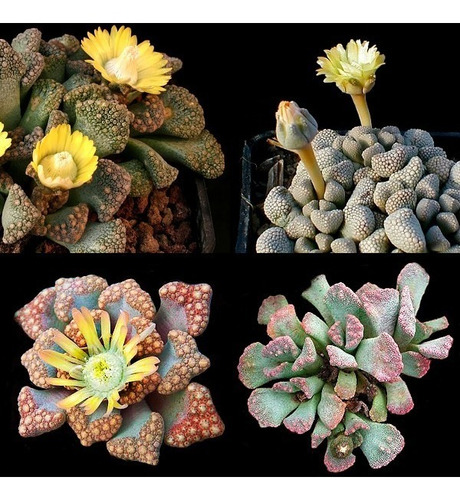 Imagem 5 de 10 de Suculenta Titanopsis Mix Cacto Pedra Lithops Sementes