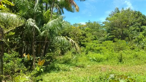 Vendo Lotes De Terreno Em Cotijuba Belém Pará