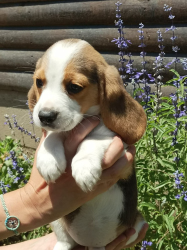 Hermosos Beagle