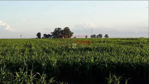 Imagen 4 de 7 de Venta, Campo Mixto De 158 Has En F. Ameghino, Prov. De Buenos Aires.
