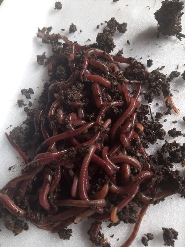 200 Minhoca Violetas Do Himalaia P/ Composteiras.