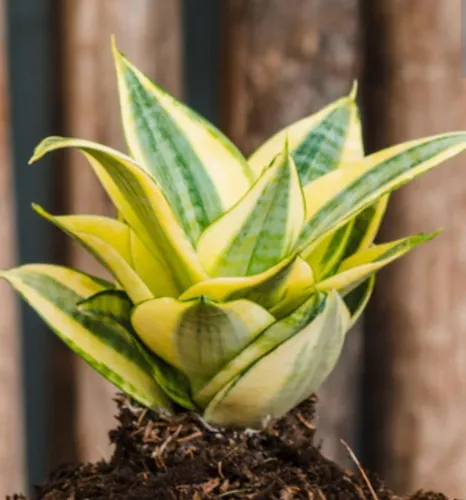 Planta Sanseveria Enana