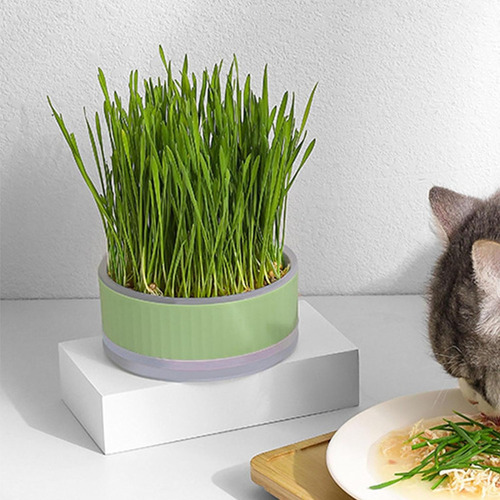. Cultivador Hidropónico Hierba Para Gatos, Gatos Catnip
