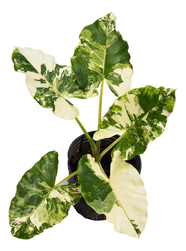 Alocasia Variegada ( Alocasia Macrorrhizos ) Más Semillas