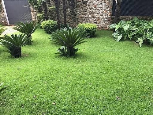 02 Kg Sementes Grama Esmeralda Para 2000m² 100% Puras