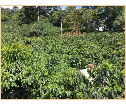 Vendo Finca De 18 Cuadras Para Ganado Y Cerdos A 15 Minutos D Fredonia