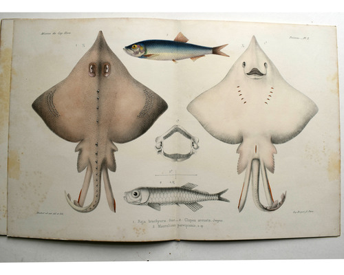 ( Viajeros ) .cabo De Hornos . Zoologie . Pescados Vaillant (Usado)