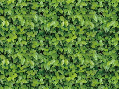 Imagen 3 de 6 de Papel Tapiz Premium Hoja Verde Autoadherible 10 Metros X45cm