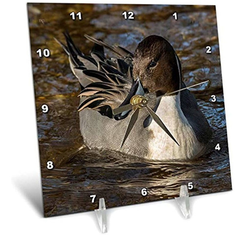 Fotografia 3drose Roni Chastain - Pato Pintail - Reloj De E