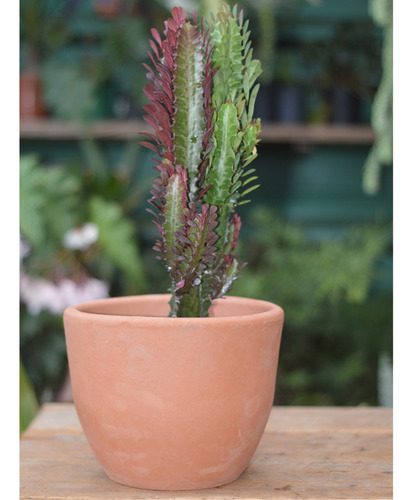 Euphorbia Trigona Rubra