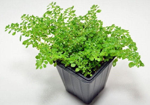 Muda Mini Brilhantina - Mini Dinheirinho - Ideal Terrário