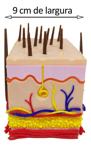 Pele 3d Ampliada Vasos Nervos Gordura Modelo Anatomia