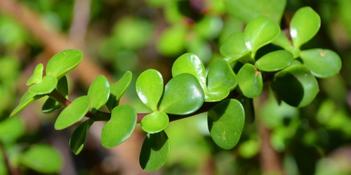 3 Muda Suculenta Portulacaria Afra - Planta Mini Jade -sorte