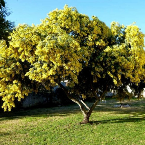 Semillas De Acacia Mimosa X 50 Unidades