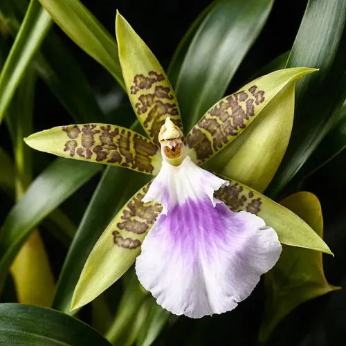 Orquídea Aspasia Lunata - Adulta - Porte Pequeno | MercadoLivre