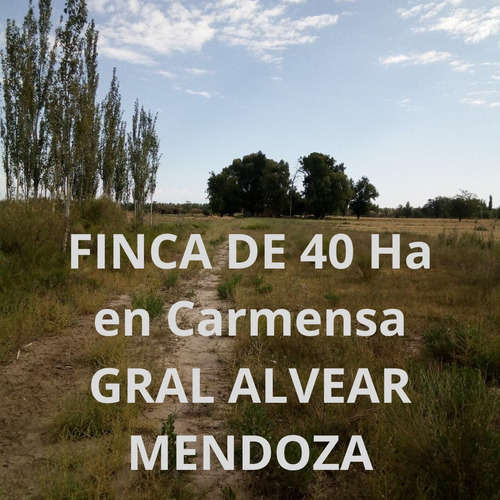 Finca Fruti Agrícola De 40 Hectáreas, En Carmensa, Pdo De Gral Alvear Mendoza, 