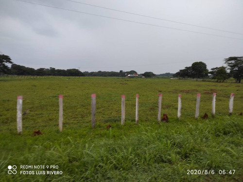 Imagen 4 de 13 de Hermosa Finca En Achaguas Apure A Tan Solo Minutos De La Carretera Nacional Código 10791 Niurka 04148321738