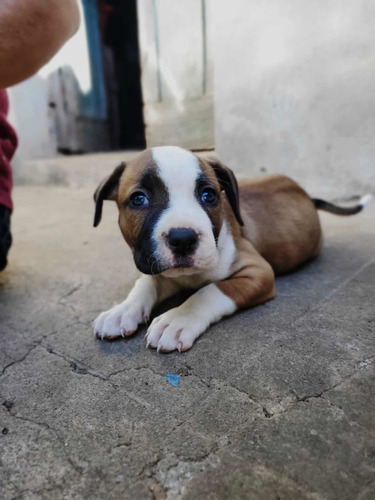 Imagen 4 de 5 de Perrita Pitbull Stanford Americano