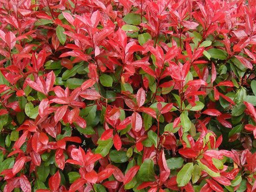 Muda De Fotínia Photinia Folhas Vermelhas Ideal P/ Jardim