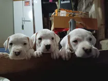 Comprar Dogo Argentino