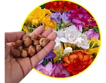Comprar Bolsita Bulbos Fresias Jumbo Dobles X 30 Bulbos-semillas