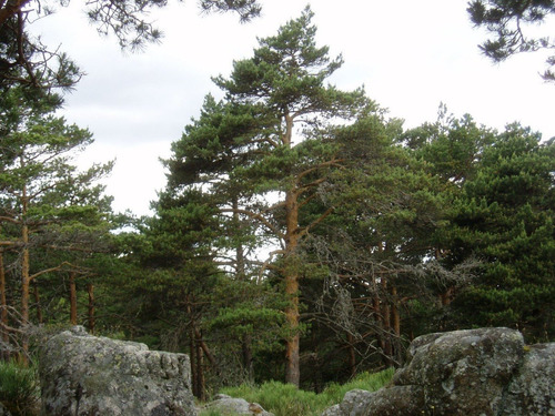 25 Semillas De Pinus Sylvestris - Pino Silvestre Codigo 947