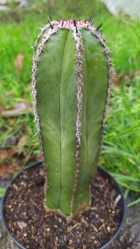 Imagen 2 de 6 de Órgano Planta Cactus De Colección Rara Exótico Suculenta