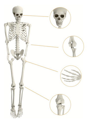 ( Decoración De Esqueleto De Halloween, Diseño De Esqueleto