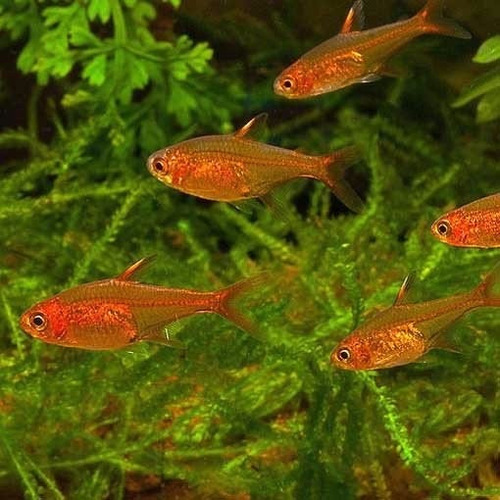 Paquete 10 Tetra Ember / Tetra Ambar / Tetra Amandae