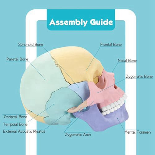 Modelo De Crânio De Anatomia 3d, Quebra-cabeça De Crânio De