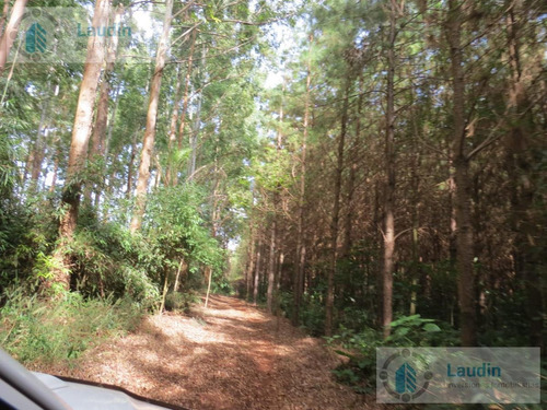 Imagen 3 de 9 de Se Vende Campo Forestado En San Pedro Misiones.