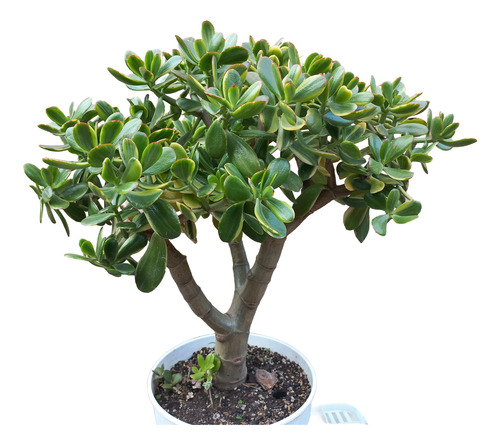 Planta Crassula Ovata Arbol De Jade Variegada Maceta N°19