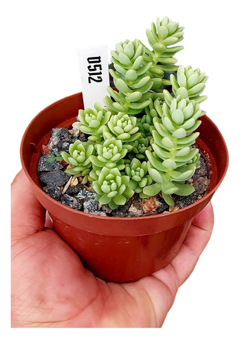 Muda Colar De Princesa  ( Sedum Hemsleyanum)