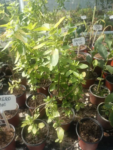Planta Huerta Albahaca Variegada