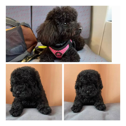 Caniche Mini Bien Negro Macho Negro