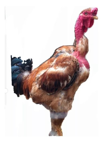 Ovos Pescoço Pelado 12 Ovos Frete Grátis