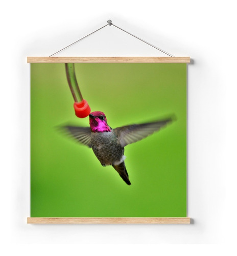 Poster De Papel Fotográfico Afiche Hermoso Colibri 70x70cm