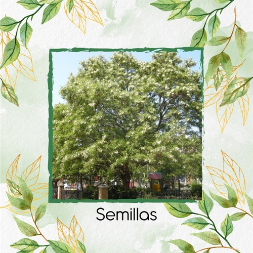 80 Semillas De Árbol Acacia Blanca