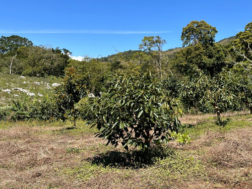 Vendo Oportunidad Finca De 132 Tareas En Producción,barahona