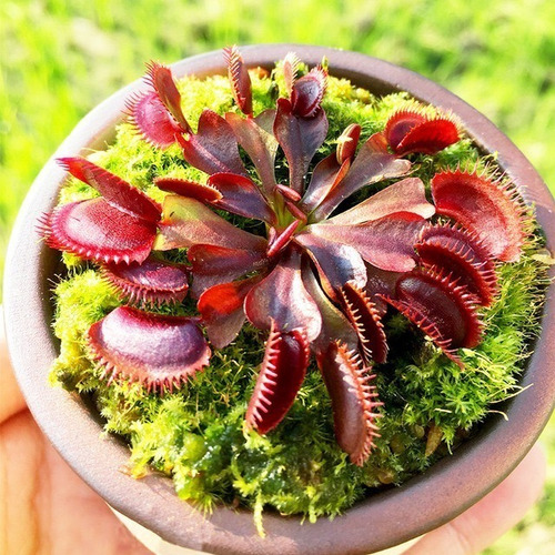 15 Sementes Planta Carnivora Dionaea Red Dragon Envio Rapido