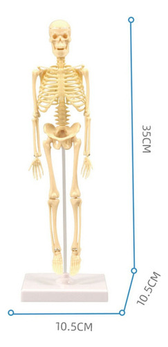 . Anatomía Esqueleto Modelo Pantalla Educativa