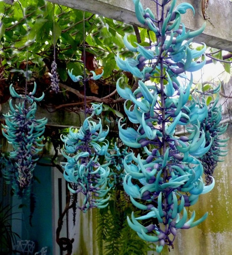10 Sementes De Trepadeira Jade Azul | Mercado Livre