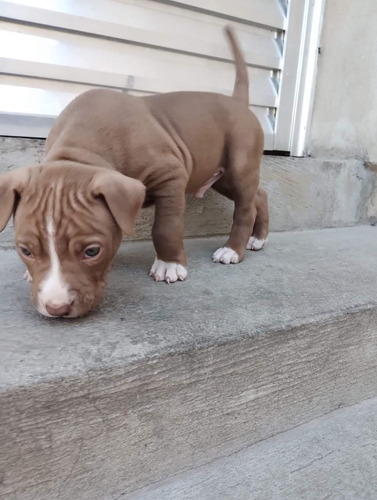 Pitbull Red Nose 