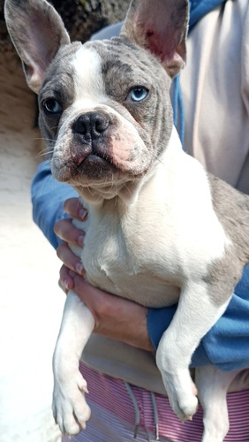 Hermoso Bulldog Francés De 8 Meses!!! Blanco Con Manchas Atigradas Azul Grisáceas